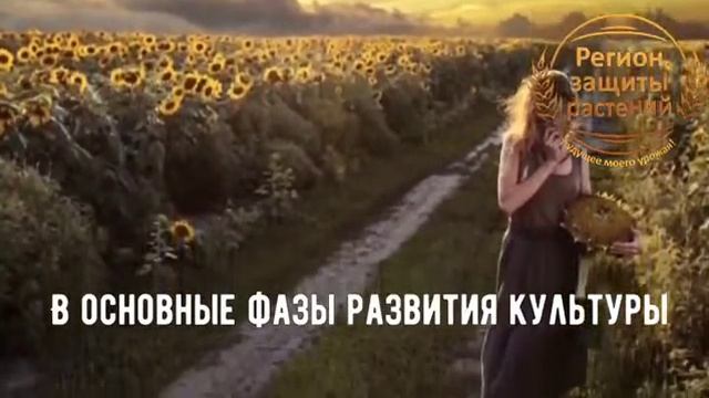 ?? Семена подсолнечника ? Гибриды подсолнечника ? АгроСопровождение