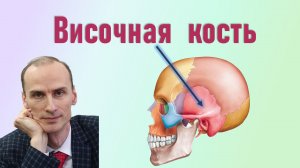 Височная кость. Анатомия височной кости