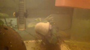 #Улитки Ампулярии# разноцветные.#