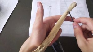 Плечевой пояс и свободная верхняя конечность. Строение и соединения костей (суставы, связки).