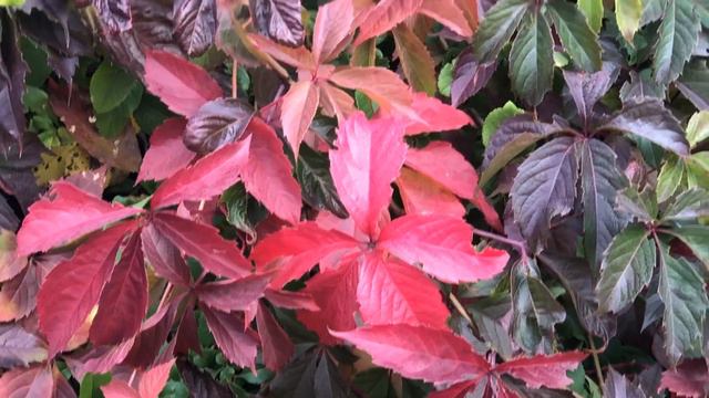 45+ КАК БЫТЬ ЗДОРОВЫМИ И ЭНЕРГИЧНЫМИ. ЧАСТЬ 2. ВОЗДУХ И ДВИЖЕНИЕ смотреть онлайн