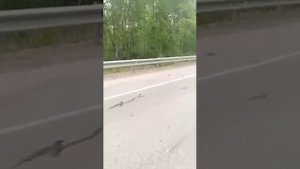 149 км дороги, медведь разорвал машину