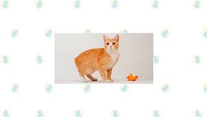 Manx Cat VS. Japanese Bobtail Cat