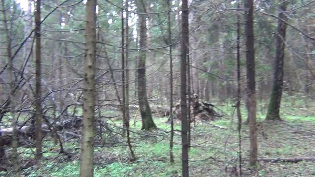 Весенние грибы.Сбор строчков и строчков гигантских в начале мая.Самоизолировался в лесу.(ЧАСТЬ1) смотреть онлайн