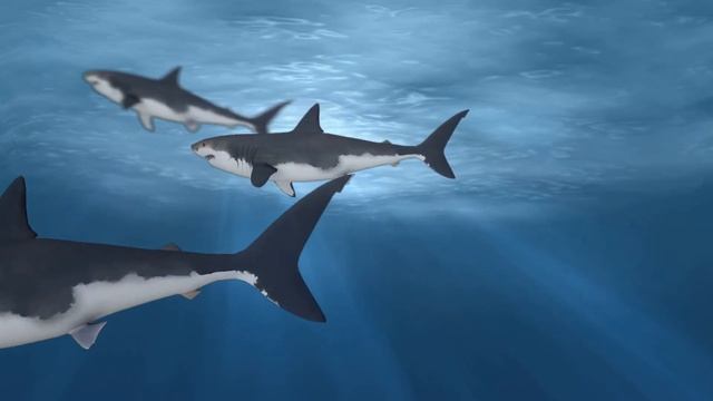Акула | shark | Футажи для видео | Хромакей | green screen | ФутаЖОР