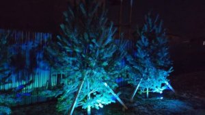 выпуск№24установил прожектор под сосны