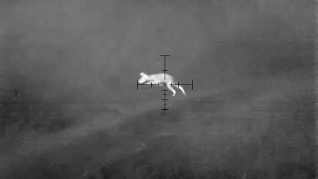 Лиса на приваде 1