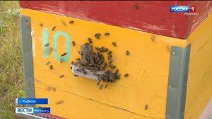 Каким должен быть хороший мёд