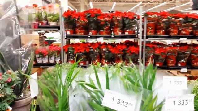 Супермаркет ЛЕНТА? ? и ЛЕРУА МЕРЛЕН - есть всё : от унитазов ?до разноцветных кактусов ?? смотреть онлайн