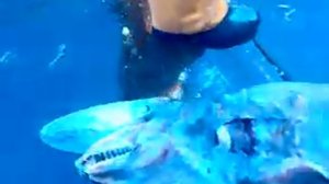 Акула гоблин в Черном море