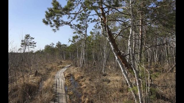 ЗАГАДКА ОЛЬМАНСКИХ БОЛОТ И МЕРЛИНСКИХ ХУТОРОВ. ЯДЕРНОЕ ОРУЖИЕ И ИСПЫТАНИЯ НА ТЕРРИТОРИИ БЕЛАРУСИ смотреть онлайн