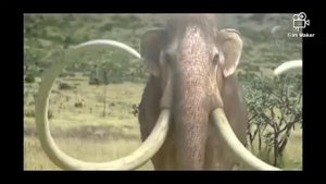 Columbian Mammoth (Mammuthus Columbia)