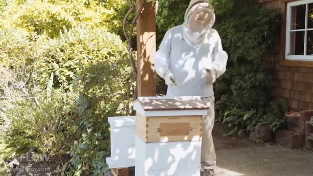 Стресс на работе? Заведи пчел! смотреть онлайн