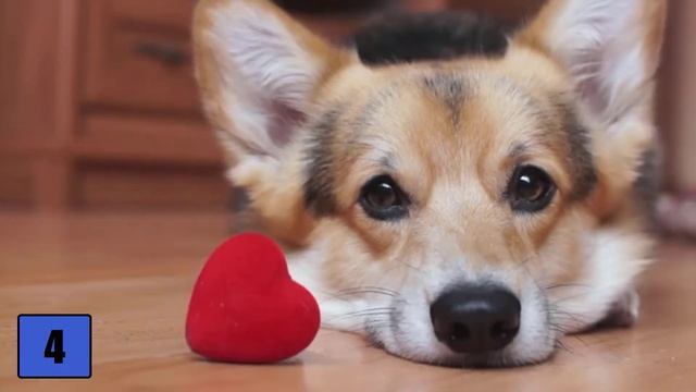 THIS is how you say "I love you!" in canine! - 8 Ways to Show Your Affection смотреть онлайн