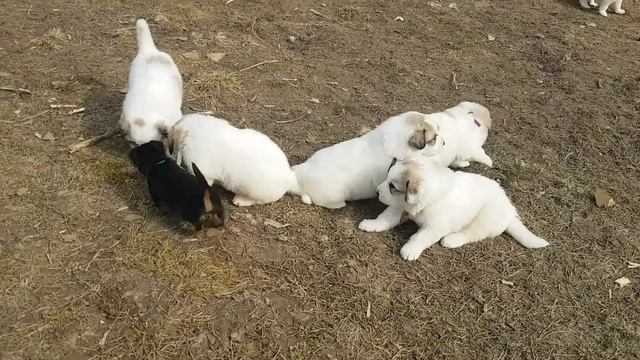 щенки Пиренейской горной собаки и Австралийского терьера, питомник ЯКОГОР