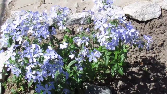 ВЕСЕННИЕ МИНИ- ФЛОКСЫ. ВЕЛИКОЛЕПНЫЙ ПОЧВОПОКРОВНИК смотреть онлайн