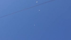 Полет молодых головатых голубей