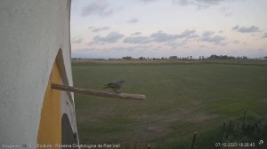 ¡LA TIZÓN SE LIBRA DE LA LECHUZA Y EL CERNÍCALO! - Reserva Natural Riet Vell - Delta del Ebro