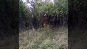 С чего начинается козоводство, основные факты о козах для чайников