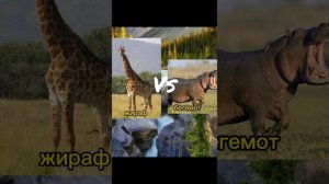 битва животных!Жираф VS Бегемота обыкновенного