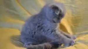 Шотландский вислоухий котик окрас голубой