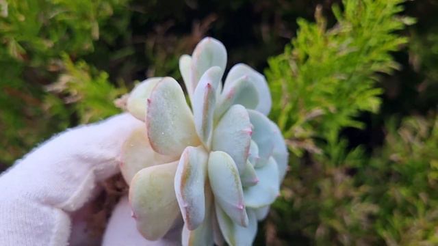 Echeveria Mont Blanc смотреть онлайн