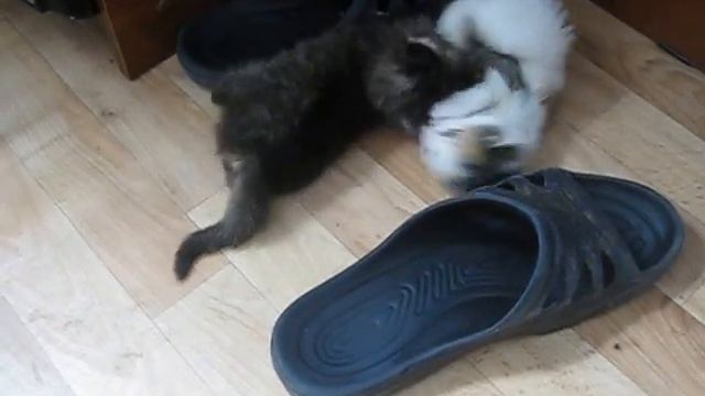 Котята и тапки смотреть онлайн