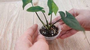 Вернулась вариегатность к сингониуму Imperial yellow