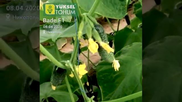 Огурец Баде F1. Опыт выращивания. смотреть онлайн