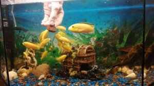 Еллоу Лабидохромис аквариумные рыбки