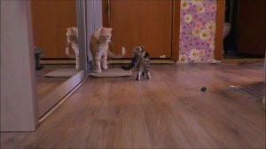 Взяли котенка. Как подружить маленького котёнка с котом. Знакомство часть 2