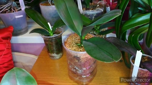 Орхидеи ❤️Когда я начинаю удобрять подростки орхидей в размере 1,7 и 2,5? И чем? ? смотреть онлайн