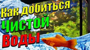 Мутная вода в аквариуме? Как добиться чистой воды в аквариуме [Как это получилось у меня]