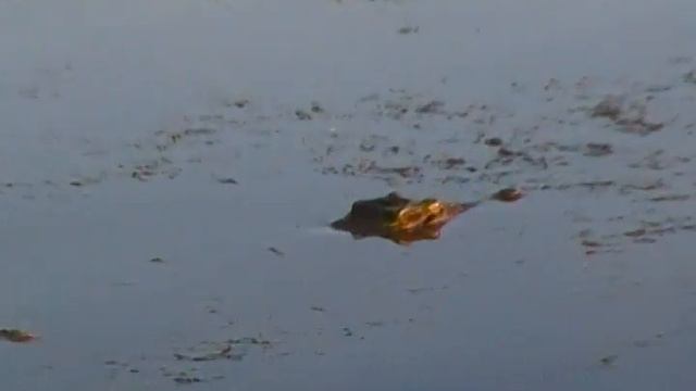 Crocodile submerging. Крокодил погружается (631sp) смотреть онлайн
