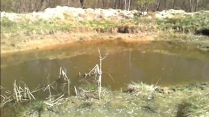 ПРУД СВОИМИ РУКАМИ. КАРП. (2) Клюёт ли карп сразу после зарыбления в пруд