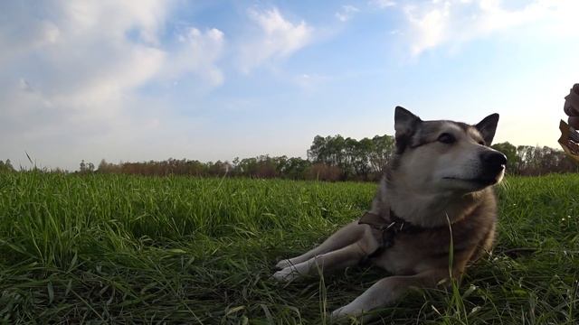КАК ЖЕ РАНЬШЕ ЗДЕСЬ НЕ ИСКАЛИ ВЫВЕЗ ГОРУ МЕТАЛЛА КОП МЕТАЛЛОЛОМА КОПАЮ КАБЕЛЬ смотреть онлайн