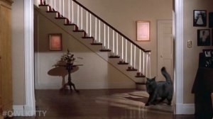 Risky Business with my cat (OwlKitty parody)