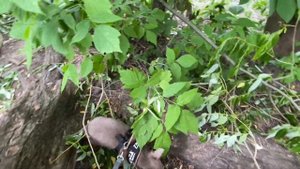 ПЕРВАЯ ПРОГУЛКА ЩЕНКА ЧИХУАХУА 3,5 месяца / МОЙ ПЕРВЫЙ ВЛОГ