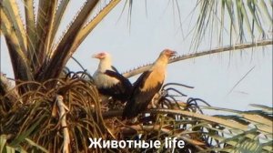 ПАЛЬМОВЫЙ ГРИФ?/Животные life/Птицы/Животные/Интересные факты