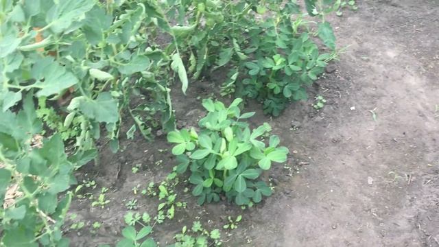 Мой опыт по выращиванию арахиса . Липецкая область