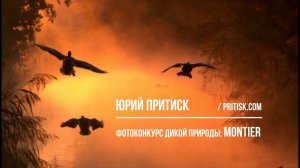 Фотоконкурс дикой природы Montier. Deadline 2020.04.30