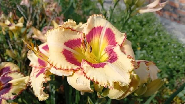 РАЗГОВОР О ЛИЛЕЙНИКАХ . НЕБОЛЬШОЙ ОБЗОР И НЕСКОЛЬКО СЛОВ ОБ УХОДЕ . смотреть онлайн