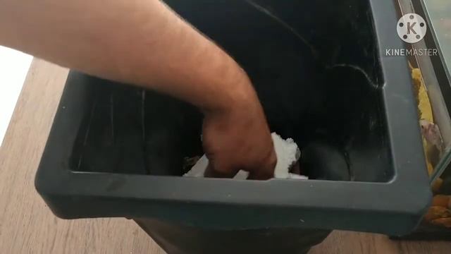 Como fazer muda de Bougainville (Primavera) e plantar em vaso смотреть онлайн