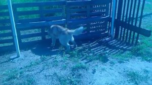 Как собака срёт!!!!