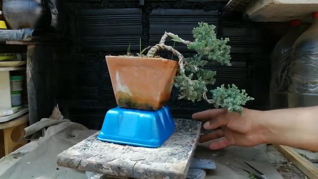 JUNIPERUS PROCUMBENS NANA Mantenimiento a MAMES Moyogi 模様木 y Han Kengai 半懸崖
