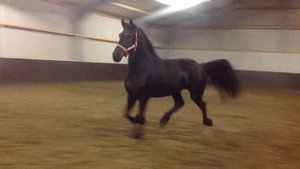 (1) фриз кобылка 4 года , объезжена под седло 164см