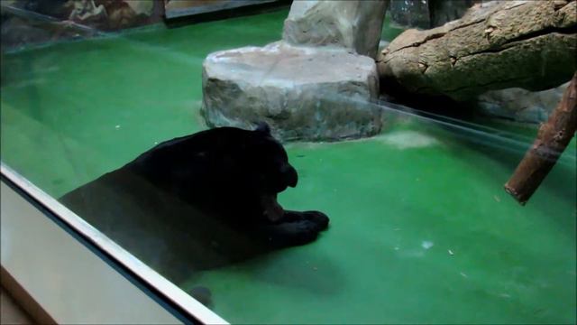 Бенгальский тигр, ягуары,рыси,леопард. 11.01.21 г. смотреть онлайн