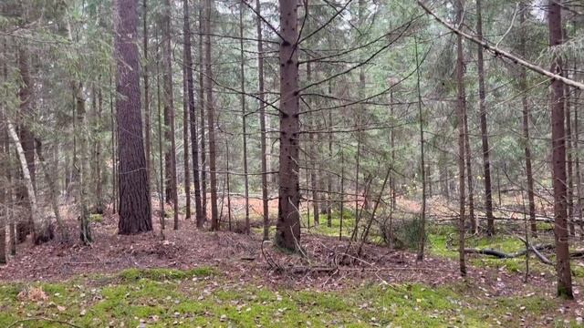 Грибы в лесах Подмосковья смотреть онлайн