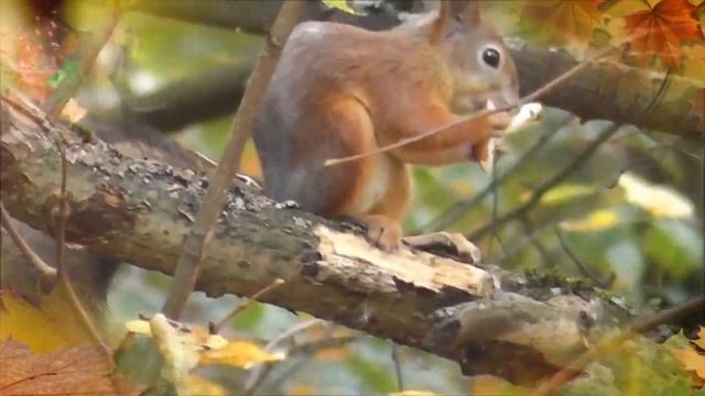 ЗАТМЕНИЕ ЛЮБВИ - стихи: Л.Надаховская, музыка: Н.Жуков, вокал: Л.Великанова смотреть онлайн