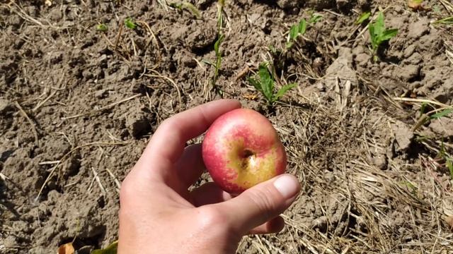 нектарин Концеттина, сигналка смотреть онлайн